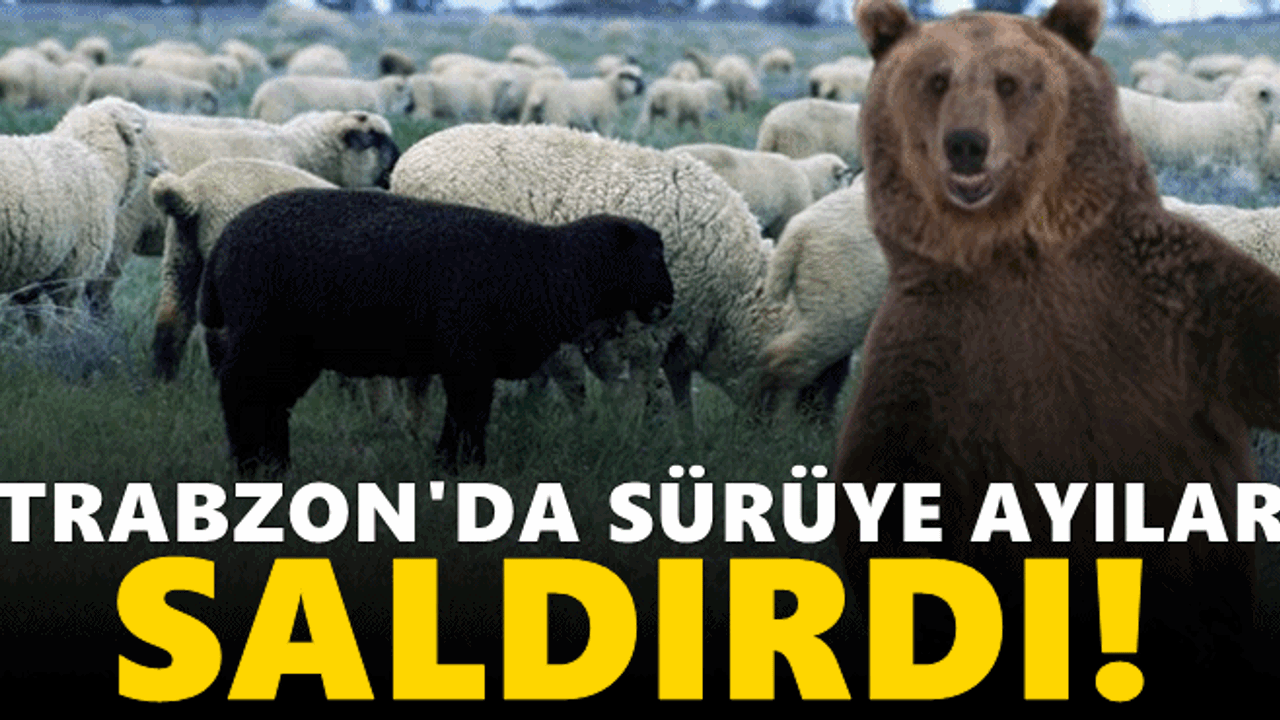 Trabzon'da ayılar sürüye saldırdı! 11 keçi telef oldu