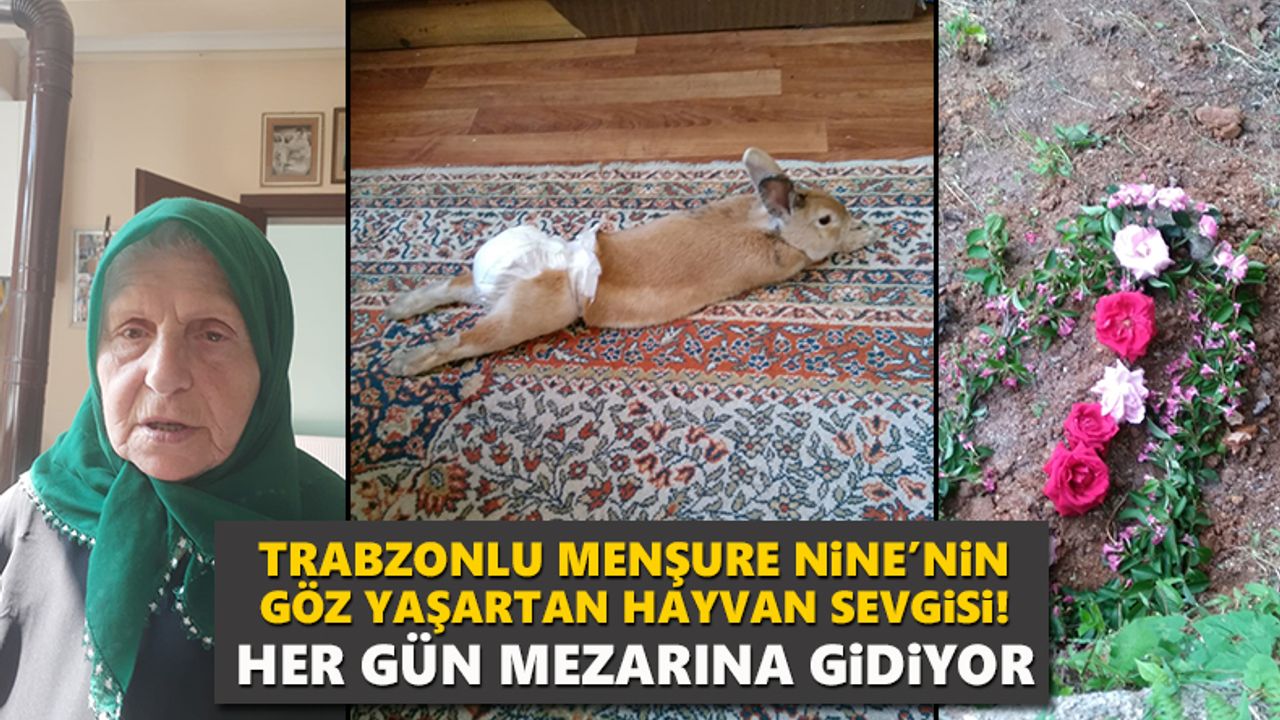 Trabzonlu Menşure Nine’nin göz yaşartan hayvan sevgisi