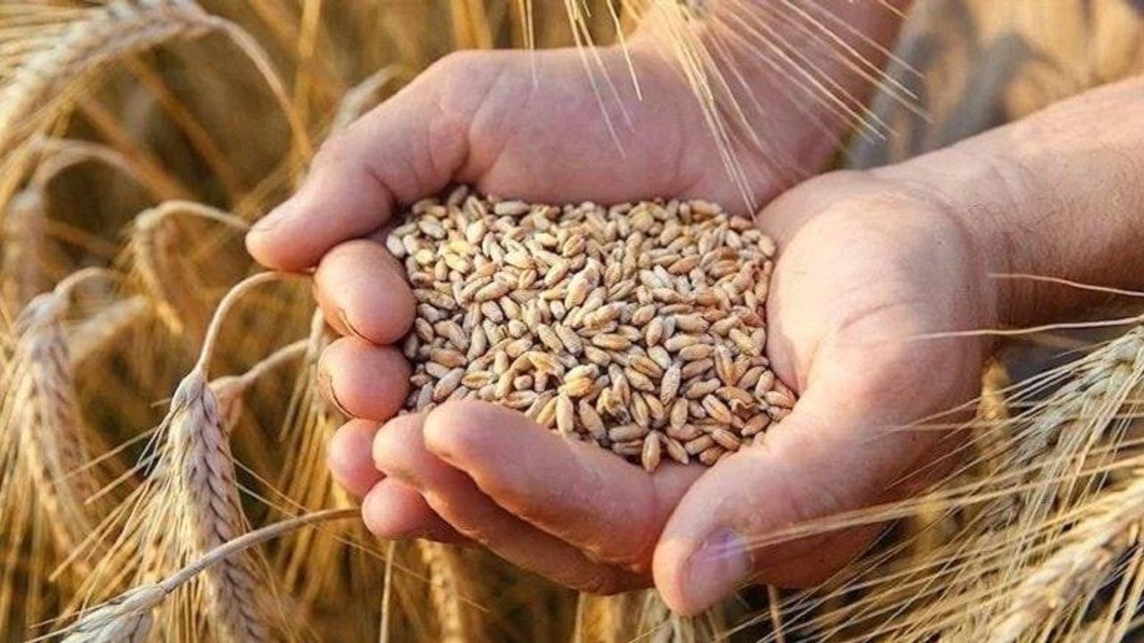 Buğday ve arpa alım fiyatlarını Erdoğan açıkladı