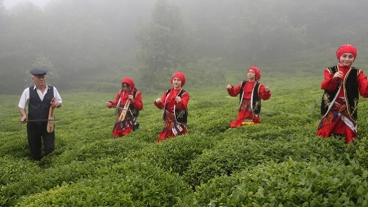 Giresun'da çay hasadı etkinliği yapıldı
