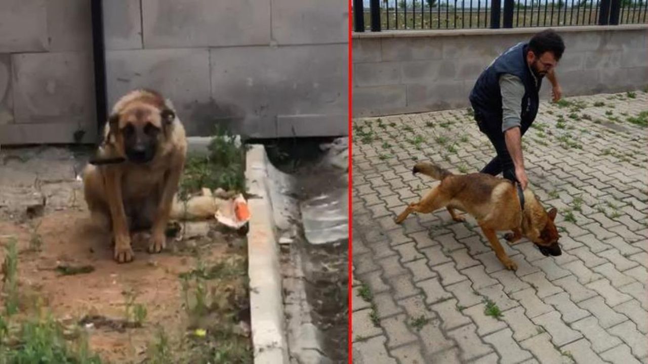 Trabzon'da şaka gibi olay! Köpeğe gözaltı...