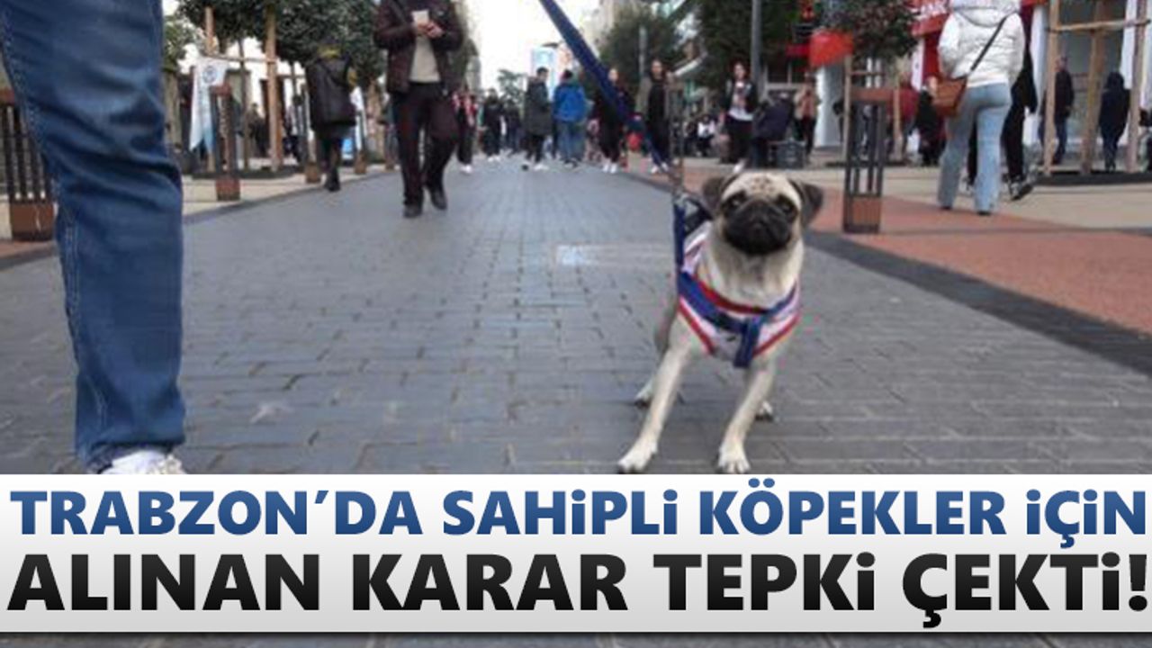 Trabzon'da sahipli köpekler için alınan karar tepki çekti!