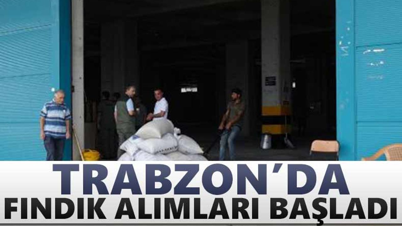 Trabzon'da fındık alımları başladı