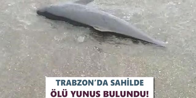 Trabzon’da sahilde ölü yunus bulundu!