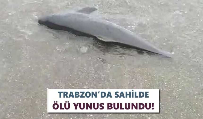 Trabzon’da sahilde ölü yunus bulundu!